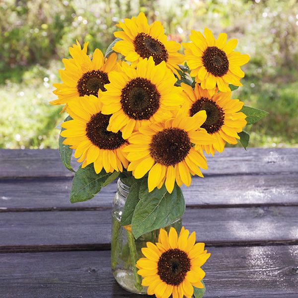 Hella Sonnenblume Sunflower Seeds