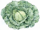 Golden Acre Cabbage Seeds