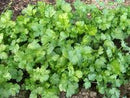 Cilantro Seeds