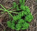 Moss Curled Parsley Seeds