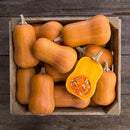 Honeynut Butternut Squash Seeds
