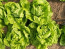 Tennis Ball Lettuce Seeds