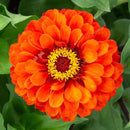 Orange Zinnia Seeds