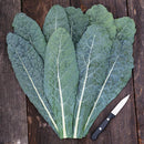 Lacinato Kale Seeds
