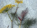 Bronze Fennel Seeds