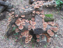 Shiitake Mushroom Log