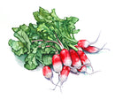 French Breakfast Radish Seeds