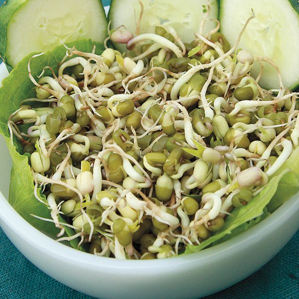 plant mongo seeds Mung Bean Sprouting Seeds