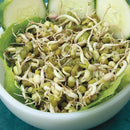 Mung Bean Sprouting Seeds - 4 oz