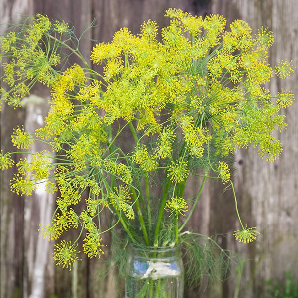 dill seeds on plant Bouquet Dill Seeds