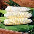 Who Gets Kissed Sweet Corn Seeds