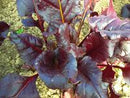 Bull's Blood Beet Seeds