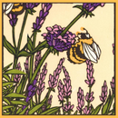 Lavender Gift Enclosure