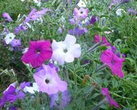 Old Fashioned Vining Petunia Seeds