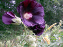 Black Hollyhock Flower Seeds