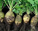Nadmorska Rutabaga Seeds