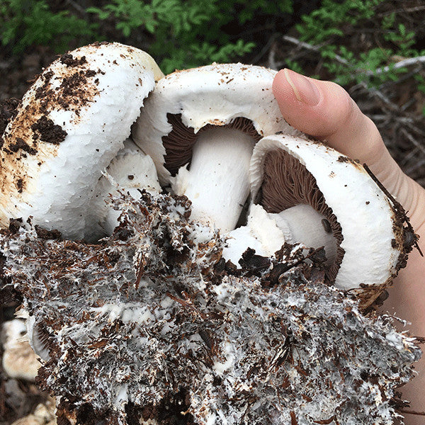White Button Mushroom Countertop Fruiting Kit