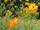 Mona's Orange Cosmos Seeds