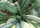 Lacinato Dinosaur Kale Seeds