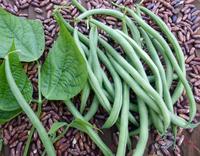 haricots verts plante Bean: Maxibel-Haricot Vert Seeds