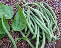 Maxibel-Haricot Vert Bean Seeds