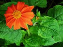 Red Torch Tithonia Seeds