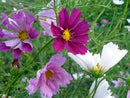 Sea Shells Mix Cosmos Seeds