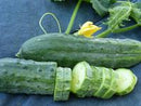 Spacemaster Cucumber Seeds