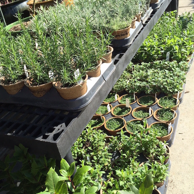 lavender hidcote plug plants Lavender 'Hidcote' -4.5 in