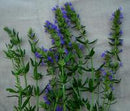 Hyssop Seeds