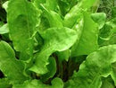 Garden Sorrel Seeds