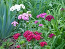 Sweet William Seeds