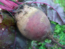 Early Wonder Tall Top Beet Seeds