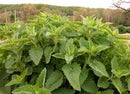 Catnip Seeds