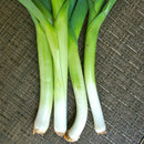 American Flag Leek Seeds