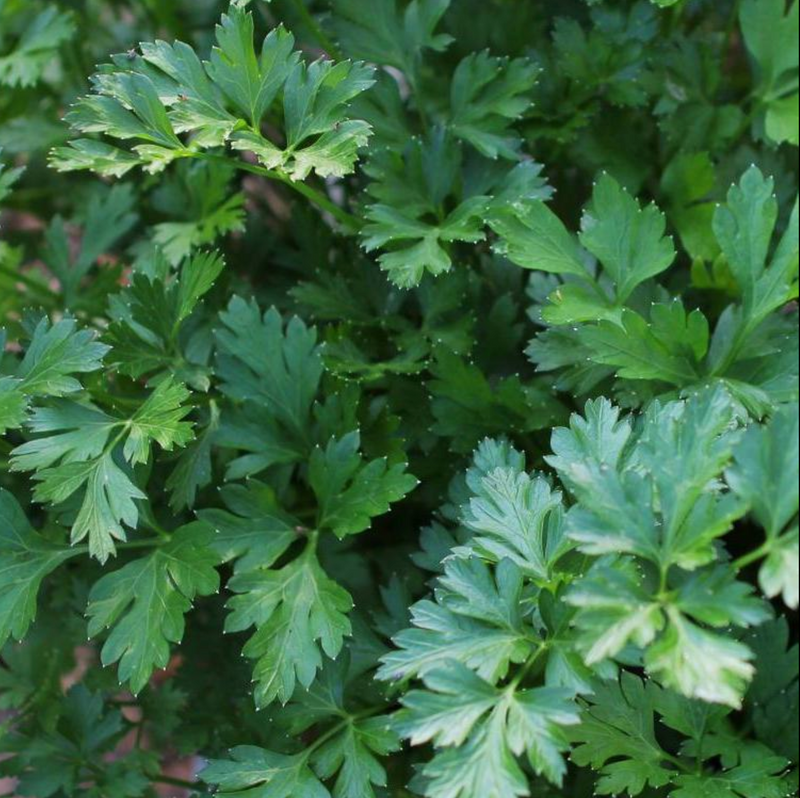 Giant of Italy Parsley - 4.5 in