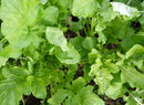 Arugula (Roquette) Seeds