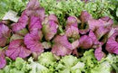 Red Giant Mustard Green Seeds