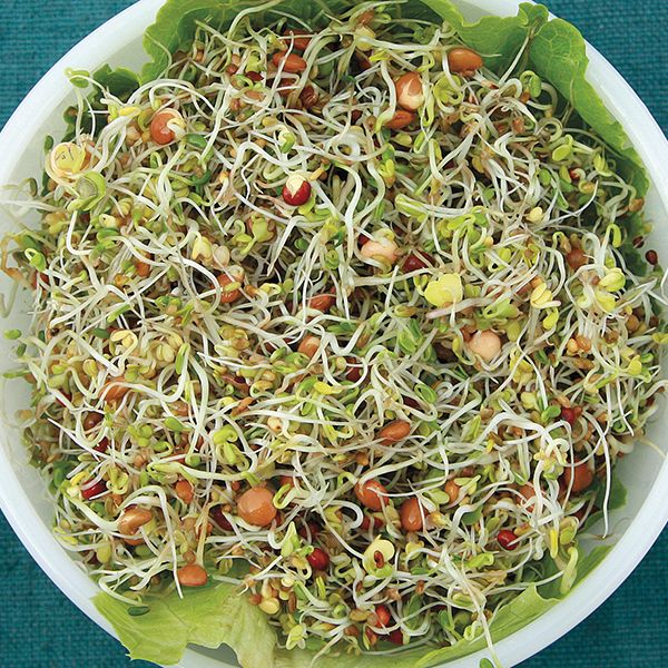 Sandwich Booster Mix Sprouting Seeds - 3 oz