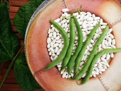 Beansページ Amazon.com : Romano Qing Bian Pole Bean Seeds 7 Grams (~15
