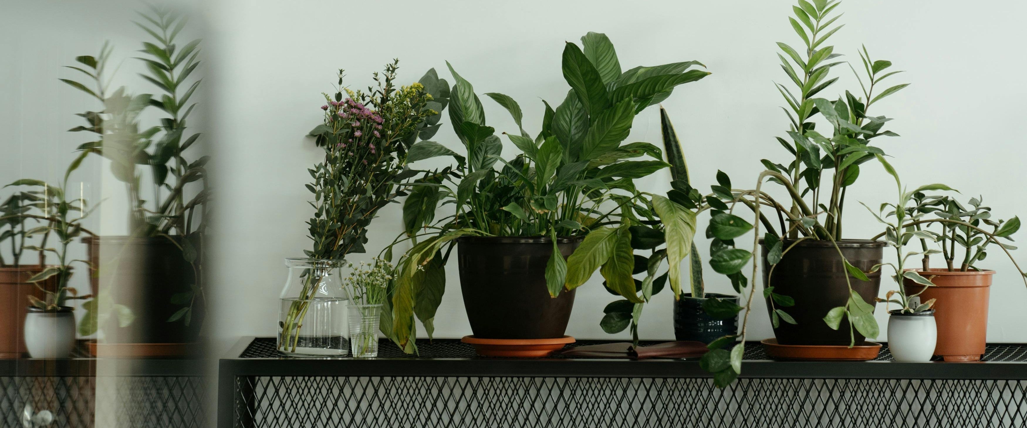 Botanical Home