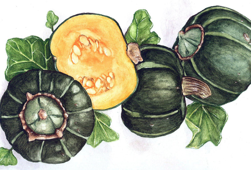 SESE: Squash: Burgess Buttercup Seeds