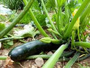 SESE: Squash: Black Beauty Zucchini Seeds