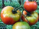 Marglobe VF Tomato Seeds