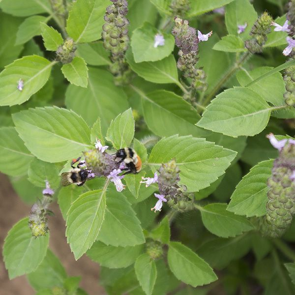 Sacred Holy Tulsi Basil Seeds