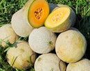 SESE: Melon: Edisto 47 Seeds