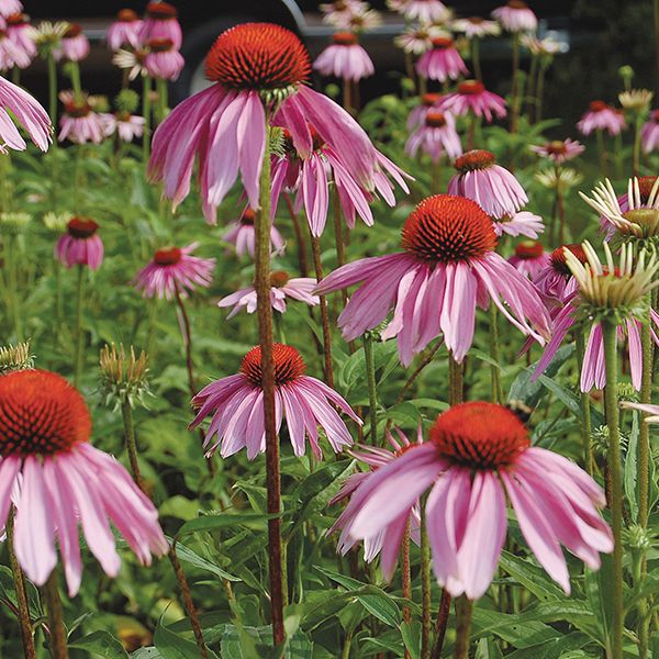 Echinacea Purpurea Coneflower Seeds