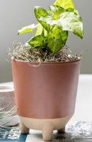 Reese Planter-Blush-5.5x6in