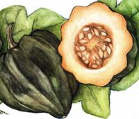 SESE: Squash: Table Queen Bush Acorn Squash Seeds