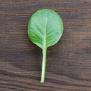 Pac Choy: White Stemmed Seeds